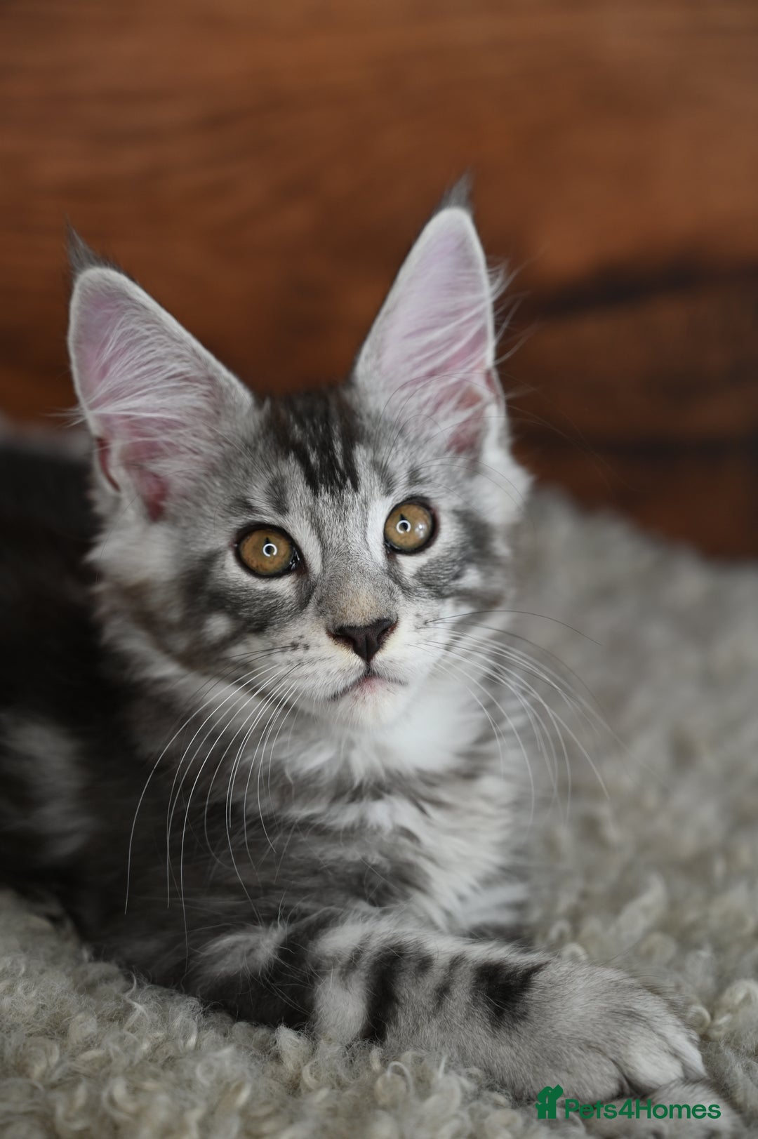 Maine Coon cats for sale: 👑 6 Majestic, health tested Kittens- TICA reg 🧬 - Image 16