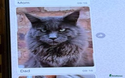 Maine Coon cats for sale: Pure Maine Coon boy 1 year with Russian blood - Image 2