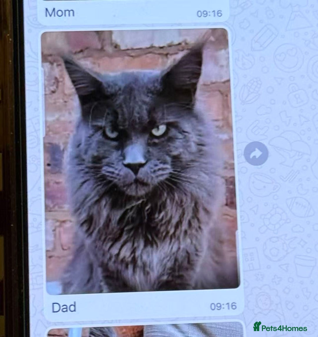 Maine Coon cats for sale: Pure Maine Coon boy 1 year with Russian blood - Image 2