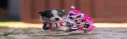 Welsh Corgi Pembroke dogs for sale: Show quality Pembrokeshire corgi READY NOW!!! - Advert 32