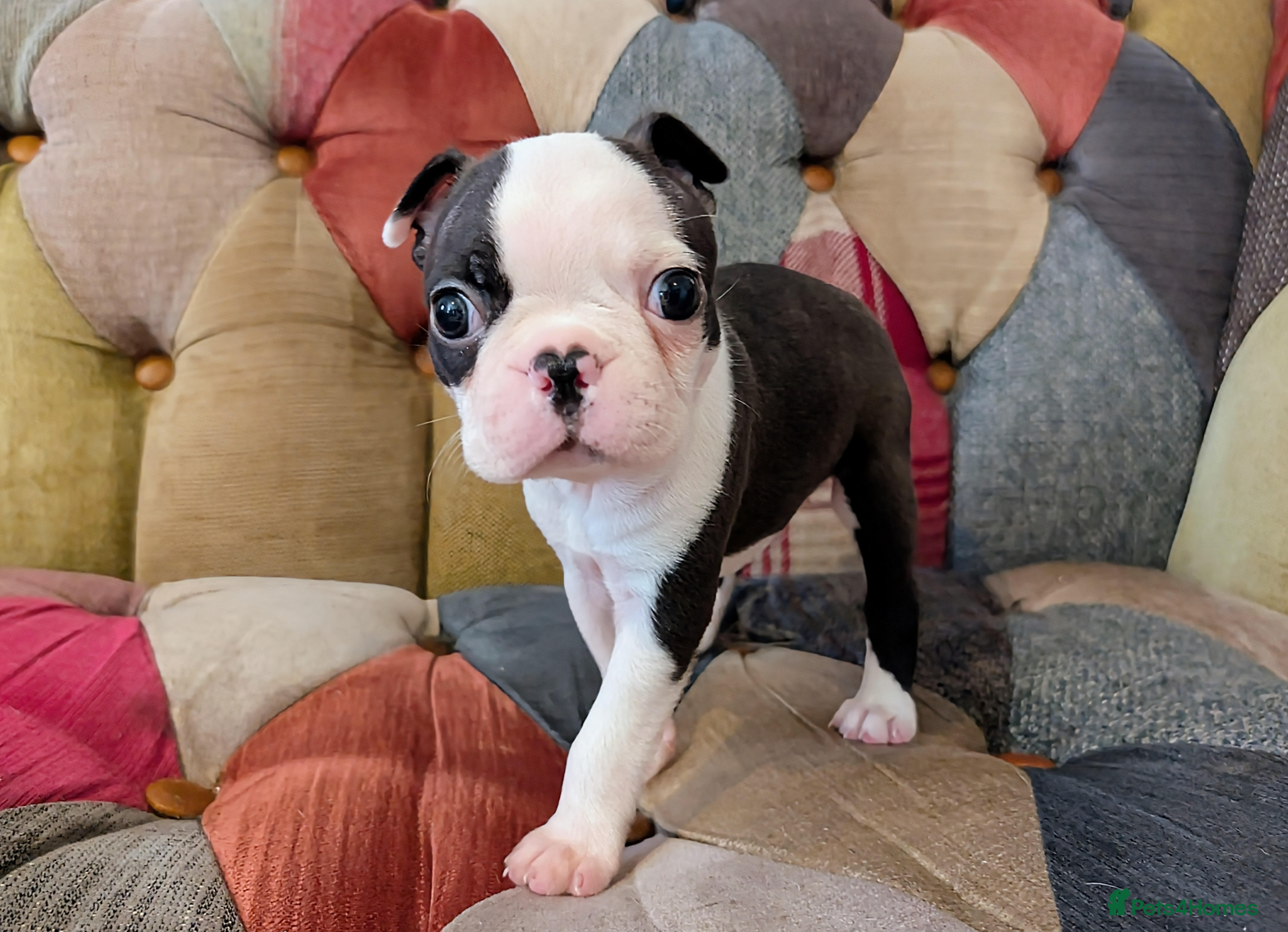 Boston Terrier dogs 1 BOY LEFT: Adorable KC Boston Puppies  - Advert 4