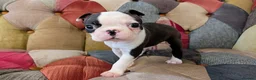 Boston Terrier dogs for sale: 1 BOY LEFT: Adorable KC Boston Puppies  - Advert 8