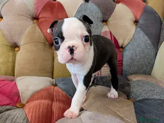 Boston Terrier dogs 1 BOY LEFT: Adorable KC Boston Puppies - Advert 4