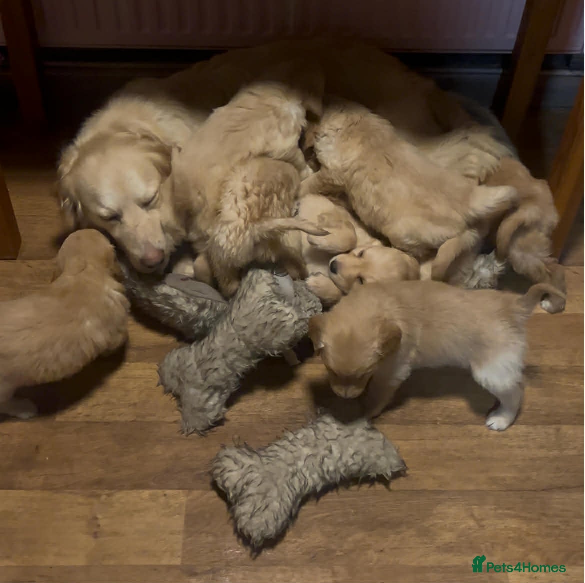 Golden Retriever dogs Golden Retriever Pups - Advert 5