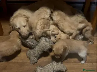 Golden Retriever dogs Golden Retriever Pups - Advert 3