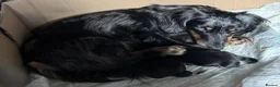 Miniature Dachshund dogs for sale: **Mini Dachshunds KC Long Haired** in Bradford - Advert 29