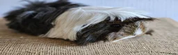 Guinea Pig rodents for sale: Various adult female guinea pig sows - Advert 2
