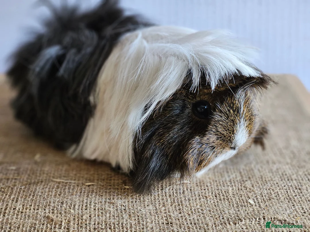 Guinea Pig rodents for sale: Various adult female guinea pig sows - Advert 2