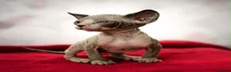 Sphynx cats for sale: Canadian sphynx kittens  - Advert 30