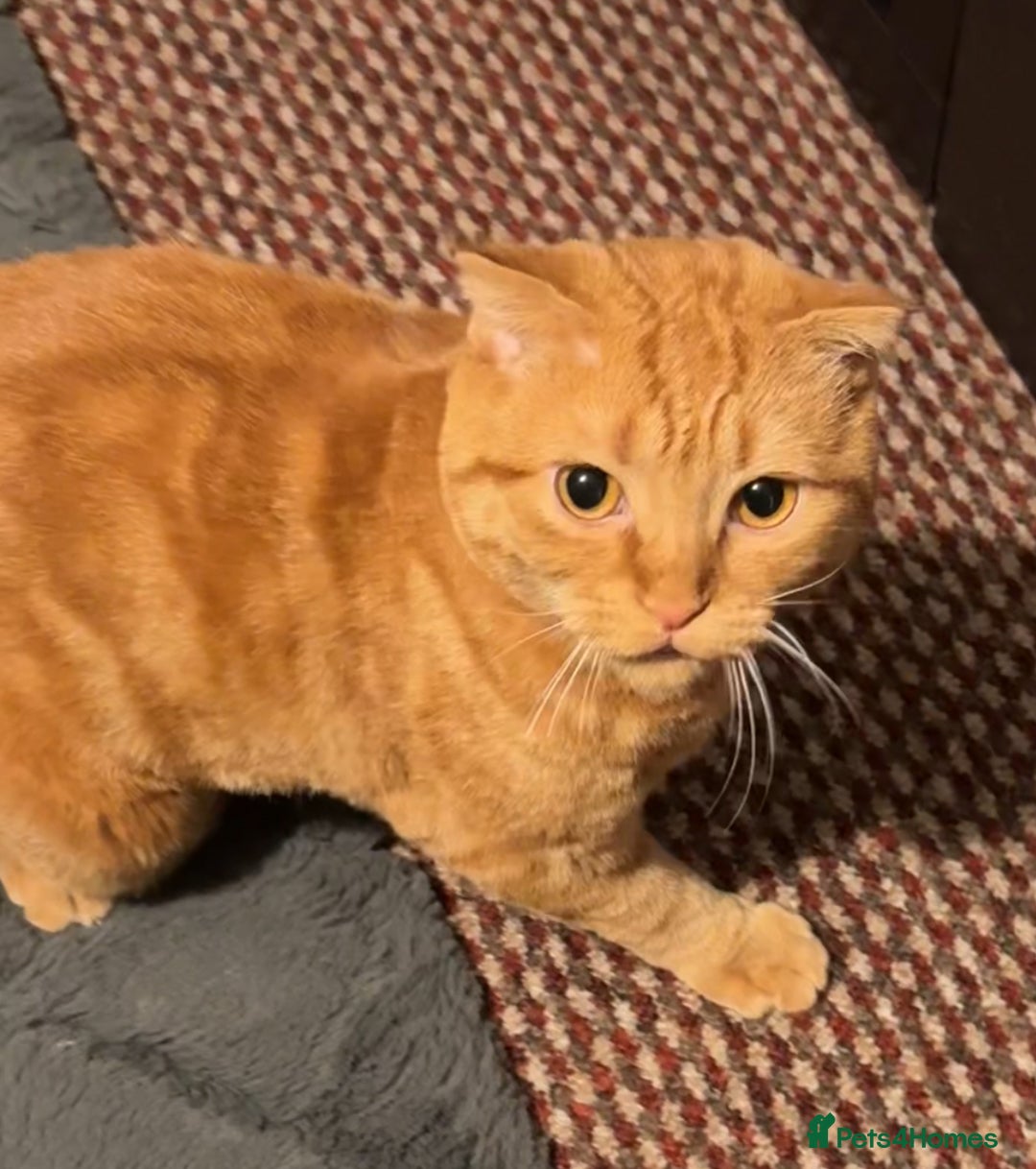 Scottish Fold cats for sale: Rio (Scottish fold) - Image 2