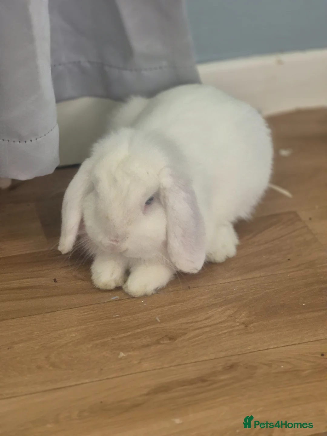 Mini Lop rabbits for sale: “Cute Mini Lop Bunny – Lucky” in Bolton - Advert 2