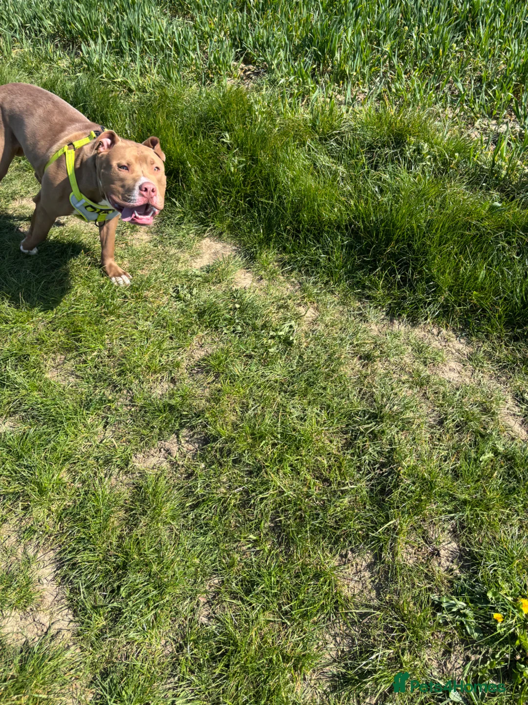 Mixed Breed dogs for sale: Bowen- Staffy x Lab - Advert 2