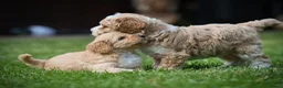 Australian Labradoodle dogs for sale: Stunning Cockapoo x Australian Labradoodle Puppies in Corby - Advert 8
