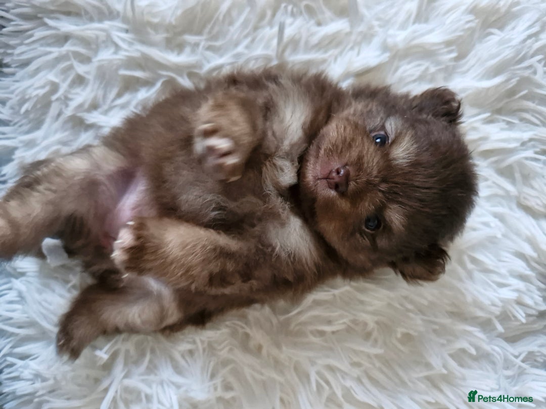 Pomeranian dogs for sale: 5 short snout teddy pom babies  - Image 11