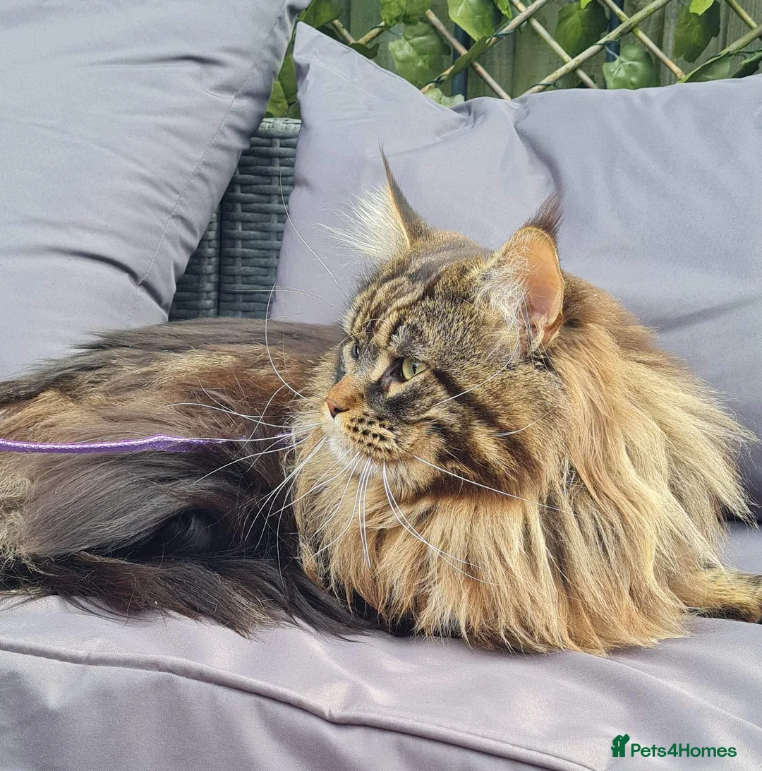 Maine Coon cats for sale: Gorgeous Mainecoons available  - Advert 12