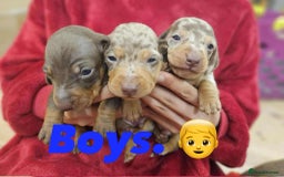 Miniature Dachshund dogs for sale: KC Mini Dachshund Dapple Girls & Boys and Tan Boy - Image 9