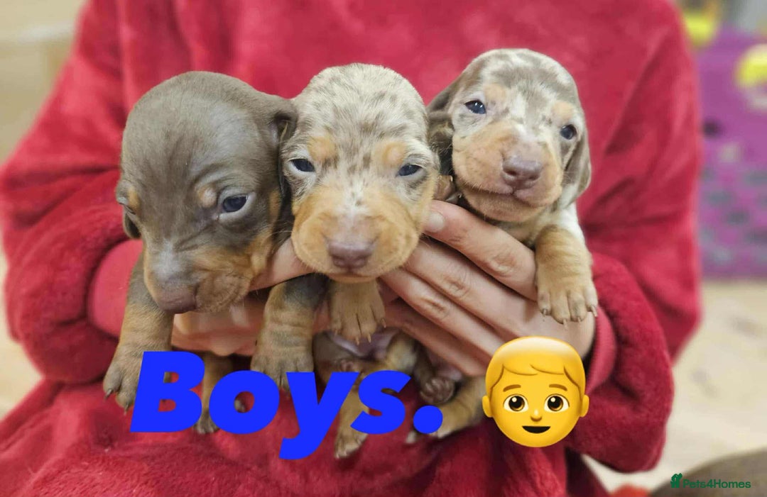 Miniature Dachshund dogs for sale: KC Mini Dachshund Dapple Girls & Boys and Tan Boy - Image 9