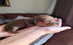 Miniature Dachshund dogs for sale: KC LONGHAIRED MINIATURE DACHSHUNDS  - Image 3