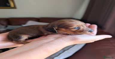 Miniature Dachshund dogs - Advert 5