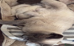Siamese cats for sale: Traditional Siamese baby’s  - Image 9