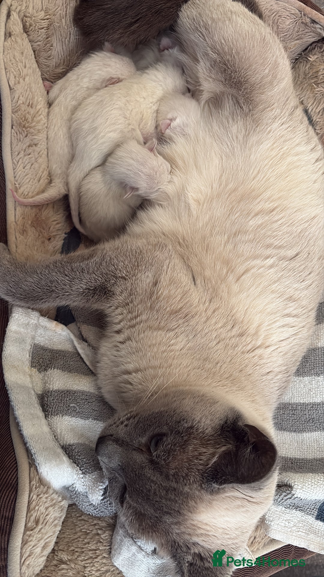 Siamese cats for sale: Traditional Siamese baby’s  - Image 9