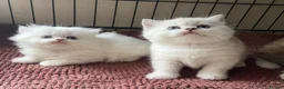 Munchkin cats for sale: 7 weeks old Full Pedigree Munchkin Kittens - Advert 20