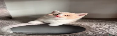ZOE