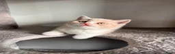 British Shorthair cats for sale: Unique British Shorthair Kittens 🐈✨ - Advert 5