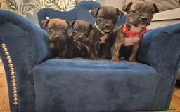 Mixed Breed dogs for sale: Mum-STAFF DAD-CANECORSO - Image 1