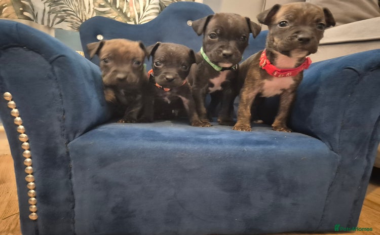 Mixed Breed dogs - Advert 1