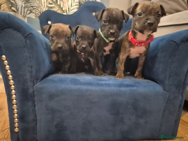 Mixed Breed dogs - Advert 1