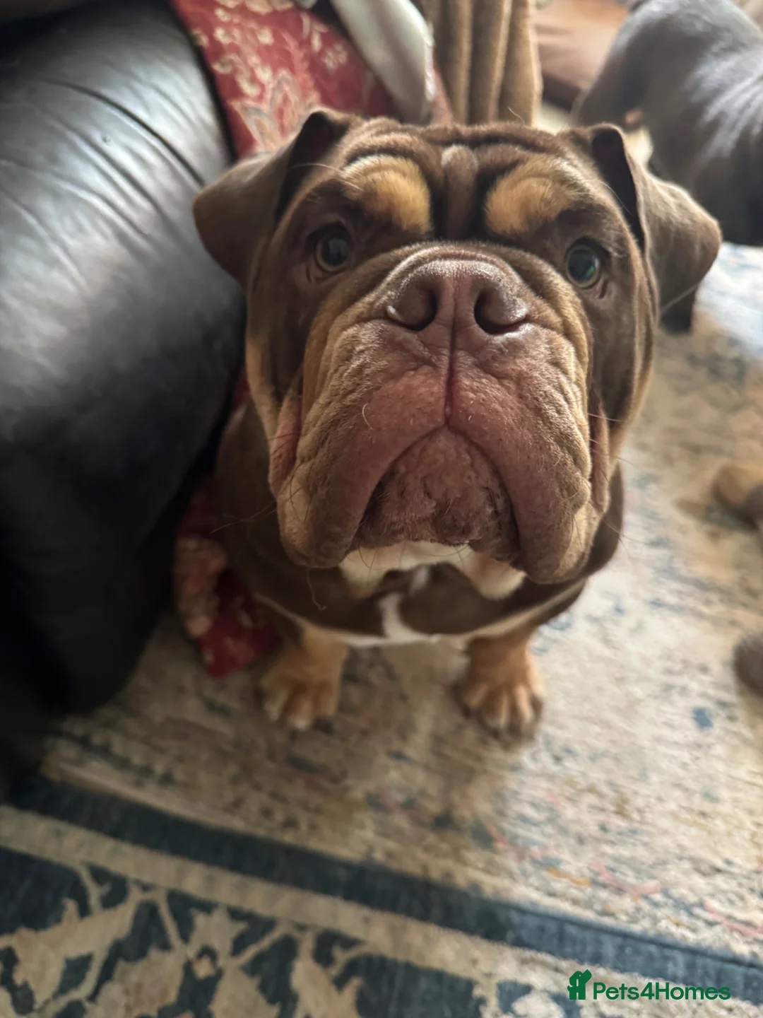 Mixed Breed dogs for sale: Gorgeous English Bulldog Cross in Newark - Advert 6