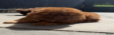 Chow Chow Puppy 3