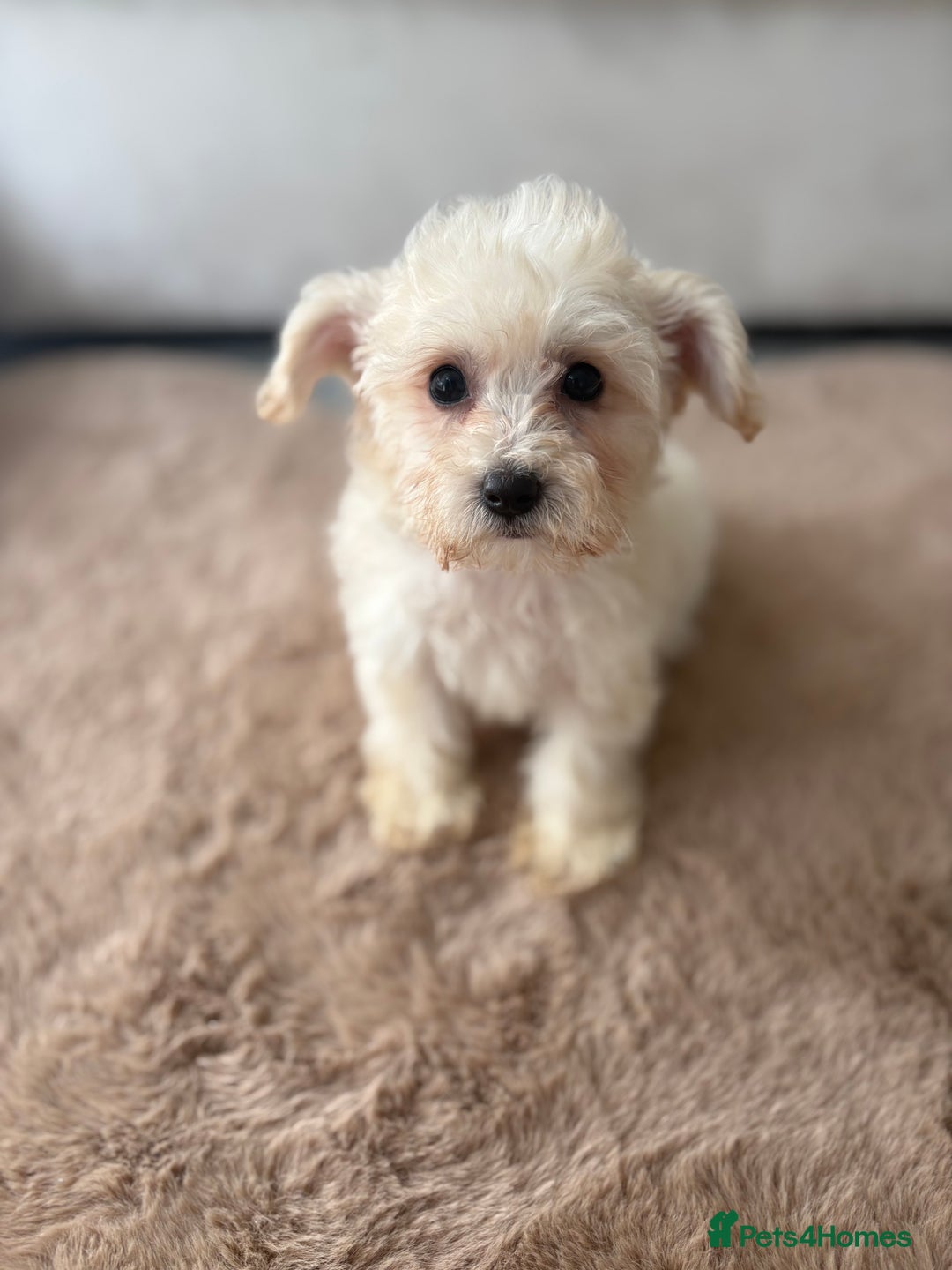 Maltipoo dogs for sale: Maltipoo boy puppy  - Image 7
