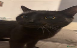 Mixed Breed cats for sale: British shorthair x Russian blue  - Image 1