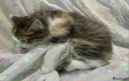 Ragdoll cats for sale: Ragdoll X  - Image 14