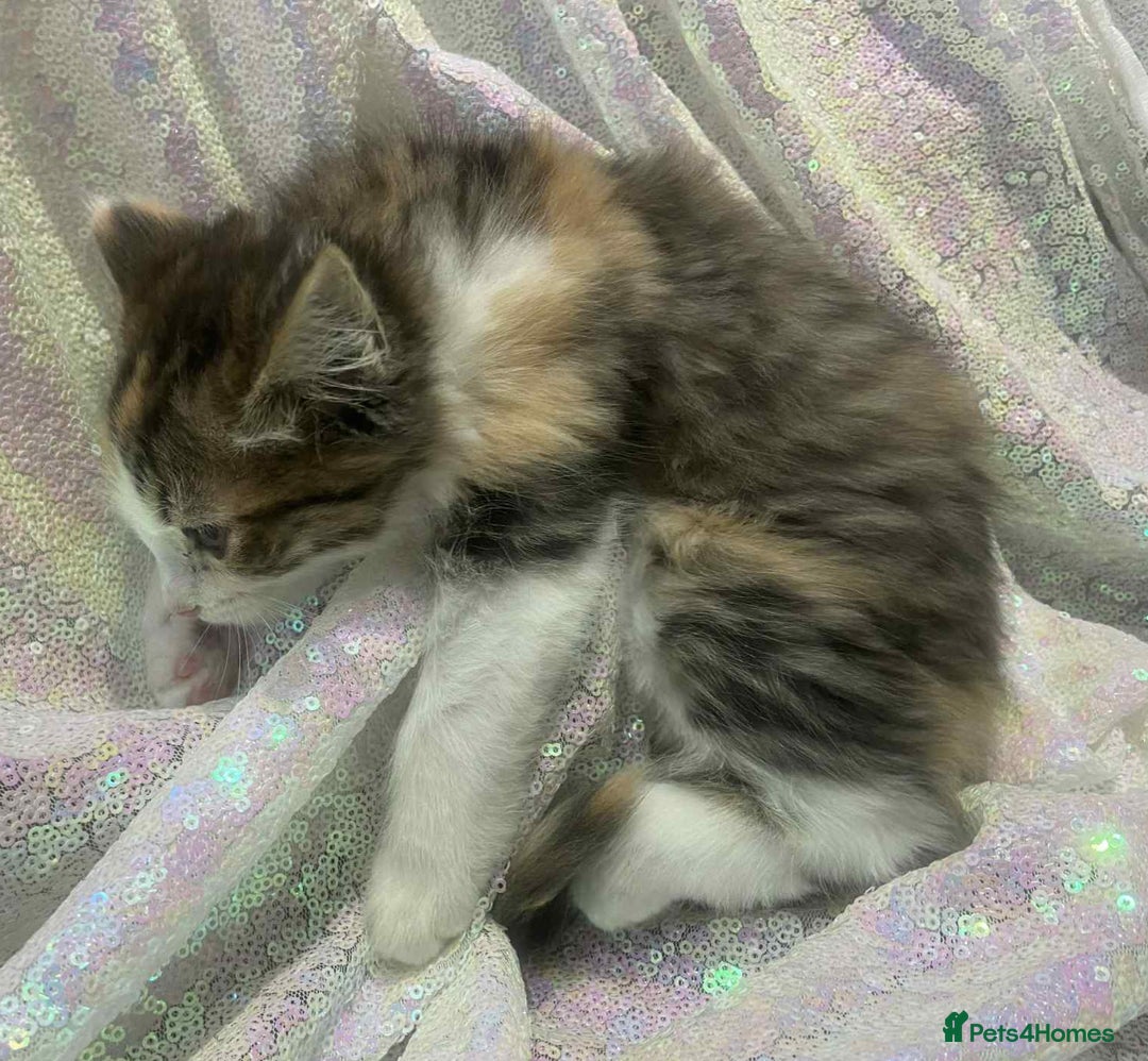 Ragdoll cats for sale: Ragdoll X  - Image 14