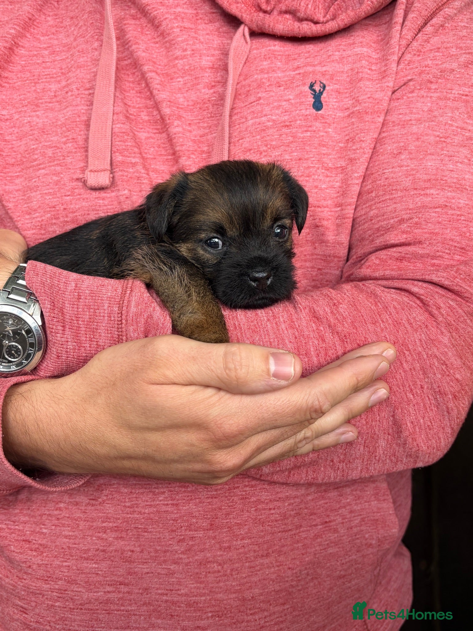 Border Terrier dogs 🐾 Licensed breeder of KC border terrier puppies  - Advert 2