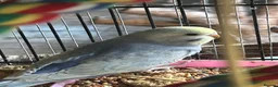Budgerigars birds for sale: BEAUTIFUL BABY BUDGIES FOR SALE  - Advert 6
