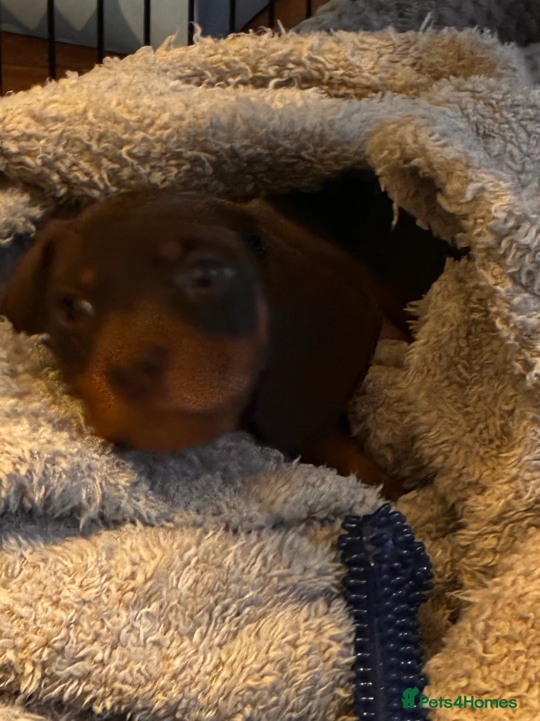 Miniature Dachshund dogs for sale: Miniature daschund smooth hair chocolate brown - Advert 3
