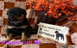 Rottweiler dogs for sale: The best of the best Rottweilers  - Image 27