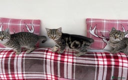 Mixed Breed cats for sale: 5 Gorgeous Tabby Kittens for sale. - Advert 6