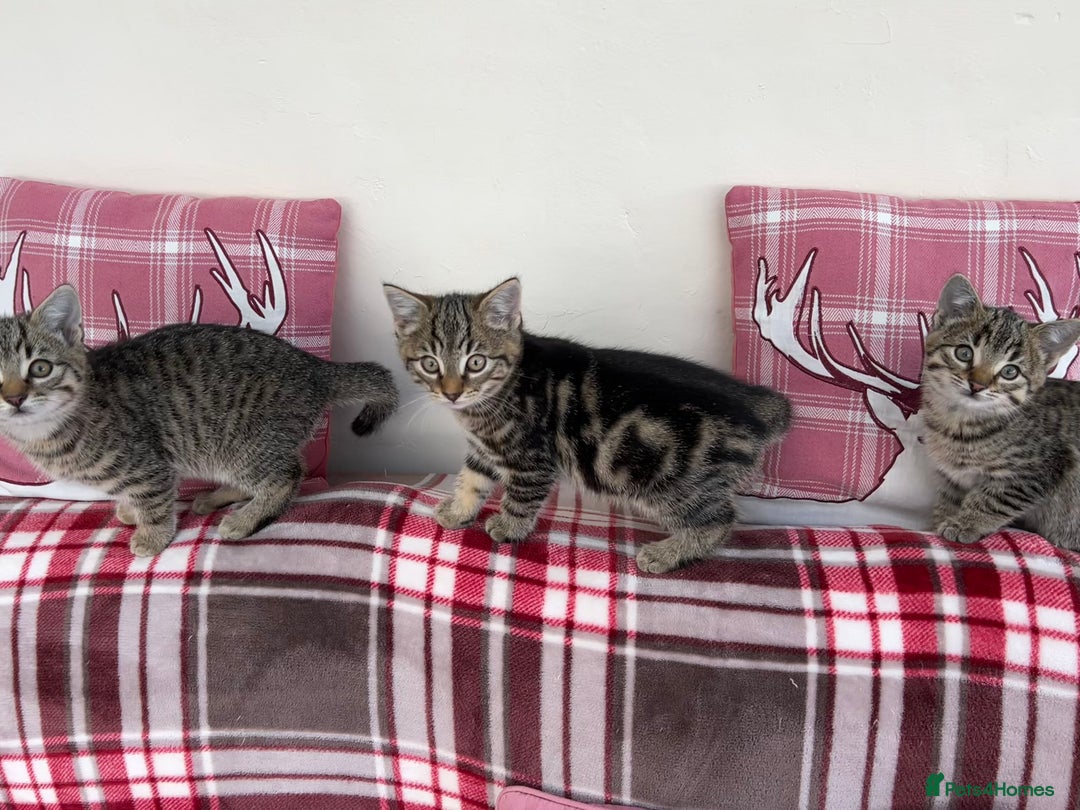 Mixed Breed cats for sale: 5 Gorgeous Tabby Kittens for sale. - Advert 6