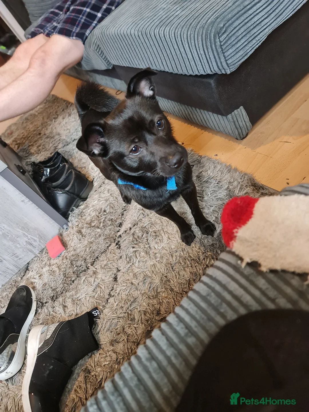 Jackapoo dogs for sale: Jack  - Advert 2