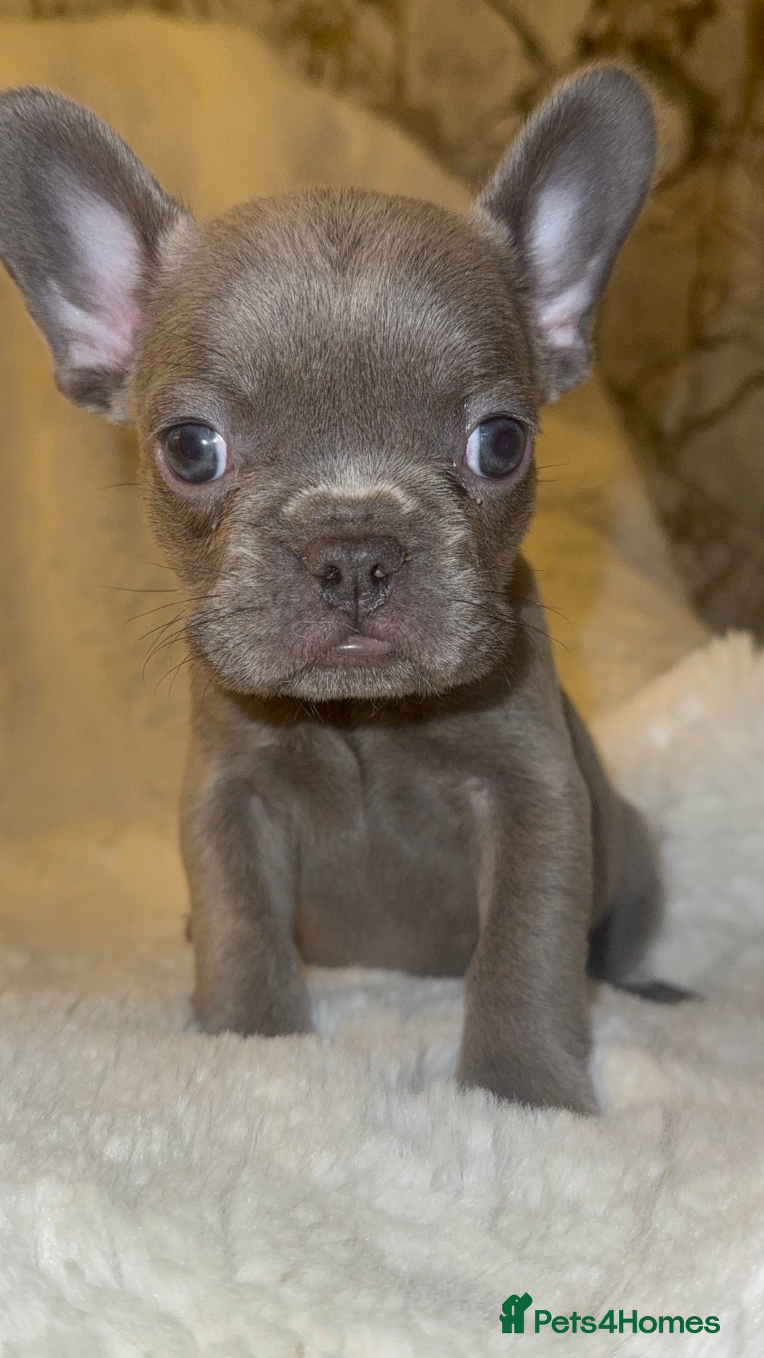 French Bulldog dogs for sale: Lilac blue eyed litter of 6. DWKC registered  - Image 35