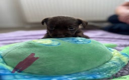 Labrador Retriever dogs for sale: KC Labrador puppies - Image 10