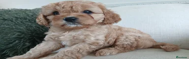 Cavapoo 2