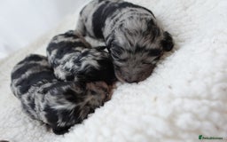 Sheepadoodle dogs for sale: Mini Sheepadoodle the wait is over!  - Image 4