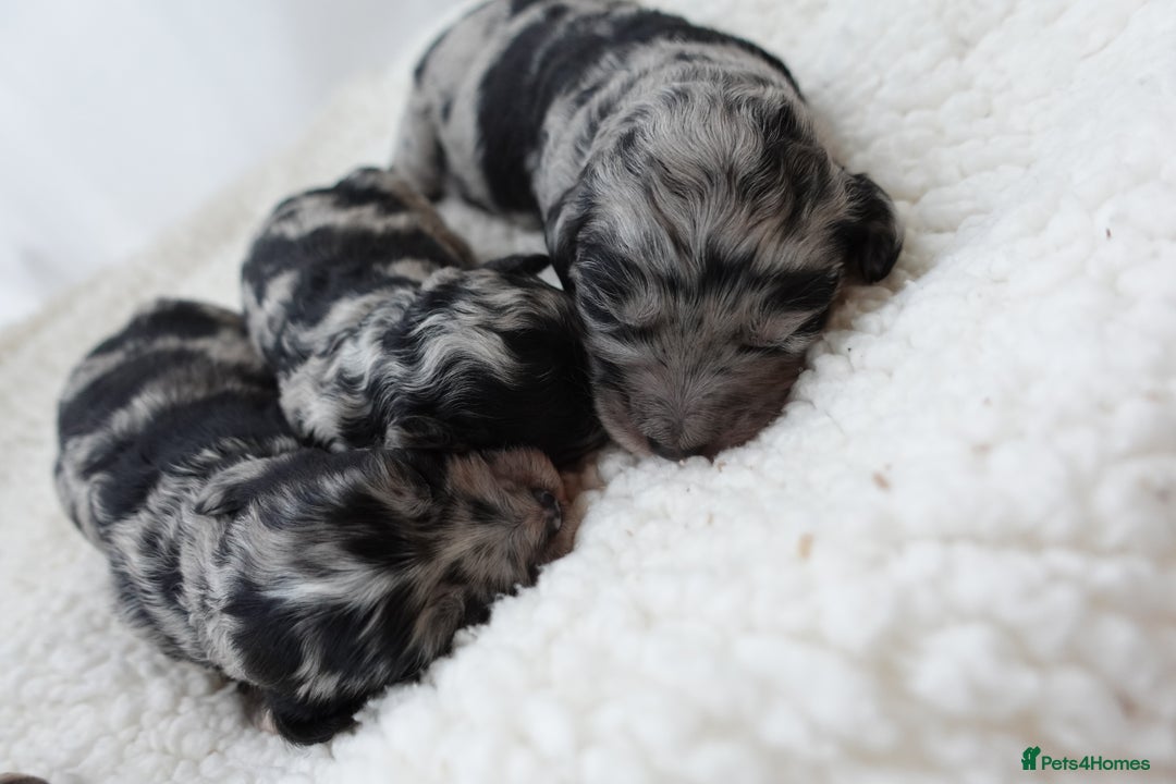 Sheepadoodle dogs for sale: Mini Sheepadoodle the wait is over!  - Image 4