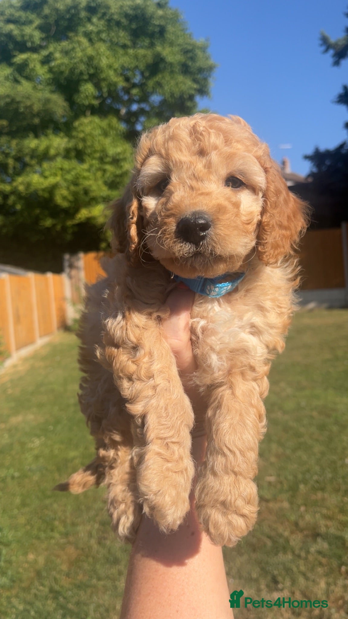 Cockapoo dogs Stunning Cockapoo Puppies ready to go now 🥰 - Advert 2